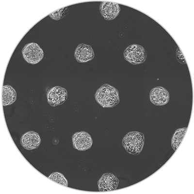 Generate Uniform Spheroids